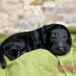 Affogato - Phantom female Bernedoodle puppy in Midland, Michigan from Northern Charm Farm
