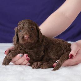 Bentley - Sable male Aussiedoodle puppy in Springfield, Missouri from Aspen River Doodles