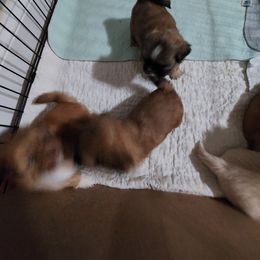 Shih Tzu Puppies from Highland Farms Shih Tzu & Imperial Beauties