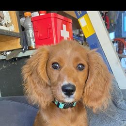 Cavapoo All Grown Up from Molly’s Babies