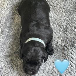 Girl 4 - female Aussiedoodle puppy in Houston, Texas from Waggin’ R Tails