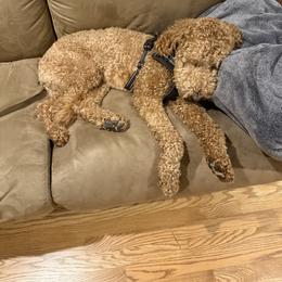 Goldendoodle Puppies from Hannah Mae Doodles