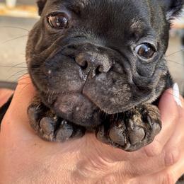 French Bulldog Puppies from Camarra King