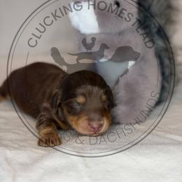 Squirrel - Chocolate and tan male Dachshund puppy in Fond Du Lac, Wisconsin from Clucking Homestead Springers & Dachshunds