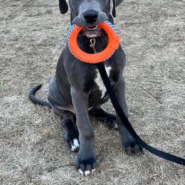 Great Dane Puppies from Night Magic Danes