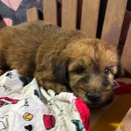 Albert - Wheaten male Soft Coated Wheaten Terrier puppy in Gladewater, Texas from Felicias Swheaties