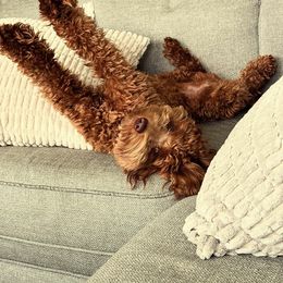 Goldendoodle and Poodle Puppies from French Creek Doodles