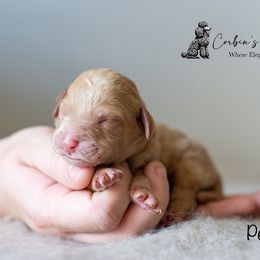 Goldendoodle and Poodle Puppies from Corbin’s Southern Curl’s