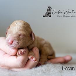 Goldendoodle and Poodle Puppies from Corbin’s Southern Curl’s