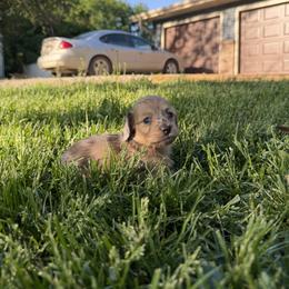 Eveee - Dapple female Dachshund puppy in Granite Falls, Minnesota from Steadfast station, mini dachshunds