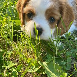 Cavalier King Charles Spaniel Puppies from Blueberry Hill Cavaliers