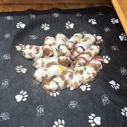 Boy 2 - Orange and white male Brittany puppy in Moseley, Virginia from Brier Ridge Kennels & Outfitters