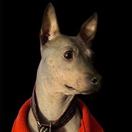 American Hairless Terriers and Chinese Cresteds from Gaffers