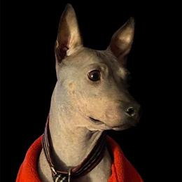 American Hairless Terriers and Chinese Cresteds from Gaffers