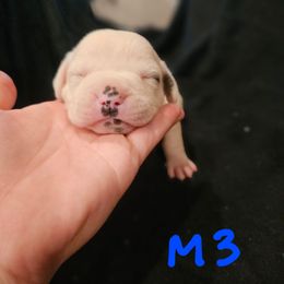 B3 - White male American Bulldog puppy in Yellville, Arkansas from Offerman Family Bulldogs