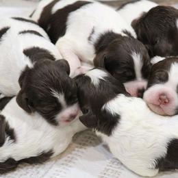 Girl 8 - Liver and white female Brittany puppy in Georgia from Edenbright Brittanys