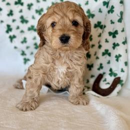 Scamp - Buff and white male Cockapoo puppy in Preston, Idaho from Shaffer Top Notch Puppies