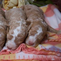 Female 1 - Red female Aussiedoodle puppy in Belgreen, Alabama from Scott’s Farm Poodles and Doodles