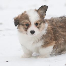 American Corgi, Cardigan Welsh Corgi, and Pembroke Welsh Corgi Puppies from Diamond Corgis