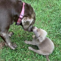 Dilute Retrievers from Sugarcreek Labs