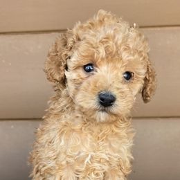 Iyla - Red female Cockapoo puppy in Lebanon, Kentucky from Mosaic Merle Doodles