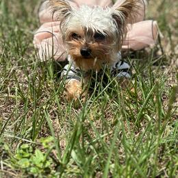 Lulu - Tan and white female Yorkshire Terrier puppy in Ocala, Florida from Yorkie  And Shih Tzu Love