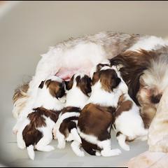 Mal-Shi, Maltese, and Shih Tzu Puppies from Michigan Maltese Puppies