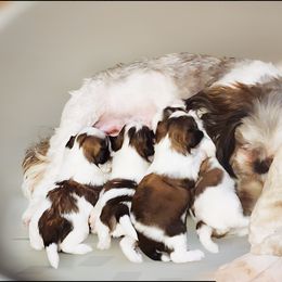 Mal-Shi, Maltese, and Shih Tzu Puppies from Michigan Maltese Puppies