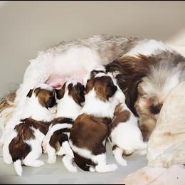 Mal-Shi, Maltese, and Shih Tzu Puppies from Michigan Maltese Puppies