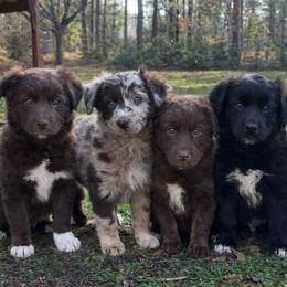 Male Puppy Co-Own Opportunity - Red male Australian Shepherd puppy in Raleigh, North Carolina from Southern Tribute Farms