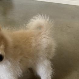 Pomeranians from Jennifer Sheppard
