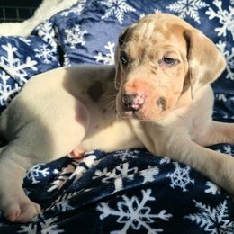 Banana Cream pie - Harlequin male Great Dane puppy in Monroe County, Pennsylvania from Poke-A-Nose Danes