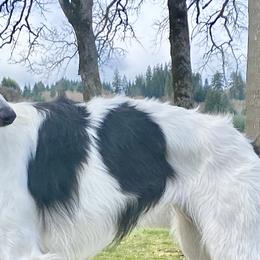 Irish Wolfhounds from S
