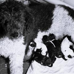 Poodle puppies from Johnson Kennels