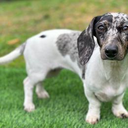 Quin - Dachshund
