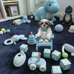 Goliath - Silver and white male Shih Tzu puppy in Port Orchard, Washington from Buttons N Bows