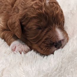 Cavapoo and Whoodle Puppies from Gardner Lane Puppies