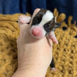 Bobby - Sable male Pembroke Welsh Corgi puppy in Bloomfield, Iowa from Beebe’s Corgis
