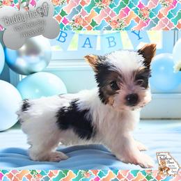 Yorkshire Terrier puppies from Ioney's Southern Paws Shelties, Frenchies, and Yorkies