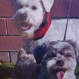 Miniature Schnauzers from Freeman's Mini Schnauzers