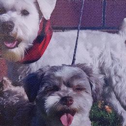 Miniature Schnauzers from Freeman's Mini Schnauzers