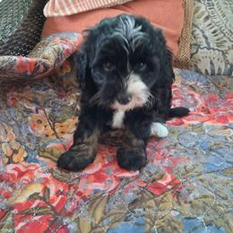 Dijon 15 lbs - Tri-color male Bernedoodle puppy in Clermont, Florida from Sammy's Puppies
