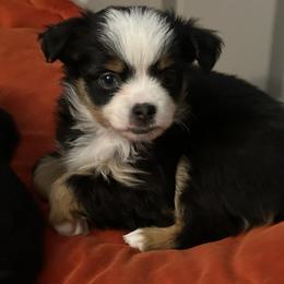 Miniature Australian Shepherd Puppies from Grace River Aussies