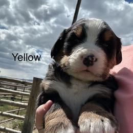 Reserve male puppy - Black rust and white male Bernese Mountain Dog puppy in Oakley, Idaho from Purple Sage Puppies Bernese Mountain Dogs