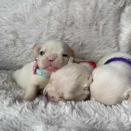 French Bulldog puppies from EvergreenEliteKennel