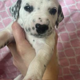 Twix - White and black female Dalmatian puppy in Austin, Texas from Dazzling Dalz