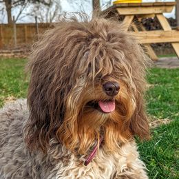 Kaleia - Aussiedoodle