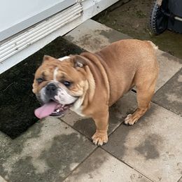 Bruno - Bulldog