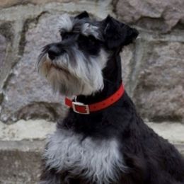 Miniature Schnauzers from Linda Maus
