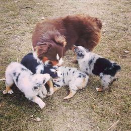 Australian Shepherd Puppies from Diamond Aussies N the Rough